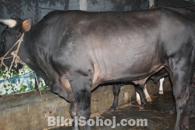 কোরবানির গরু (COW)